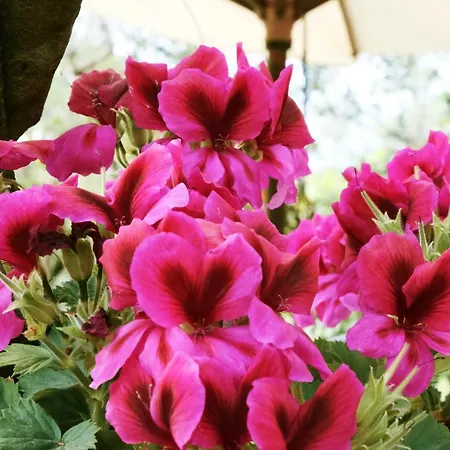 Frühstückspension Maria Grazia Vico Equense