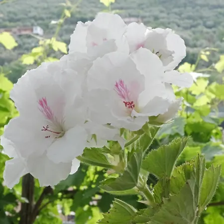 Maria Grazia Frühstückspension