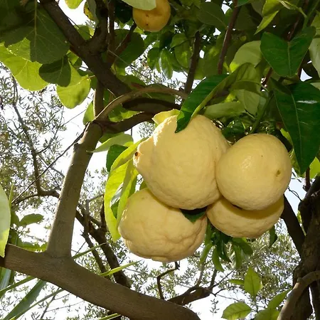 Maria Grazia Vico Equense