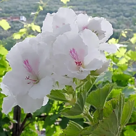 Maria Grazia Vico Equense