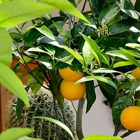 Maria Grazia Bed & Breakfast Vico Equense