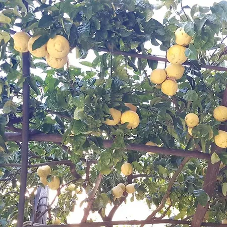 Maria Grazia Vico Equense