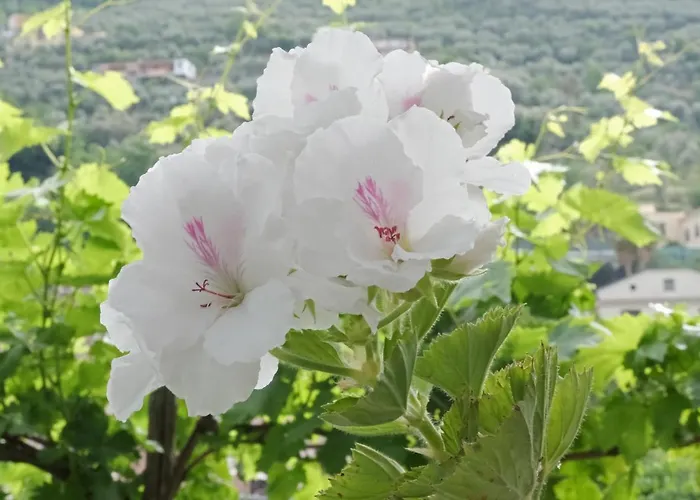 Maria Grazia Bed & Breakfast